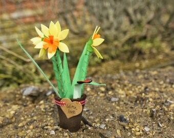 Grow Your Own Daffodils Pack