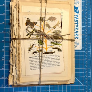 Vintage book page bundle - vintage pages from the 40s-60s novels and reference books with illustrations