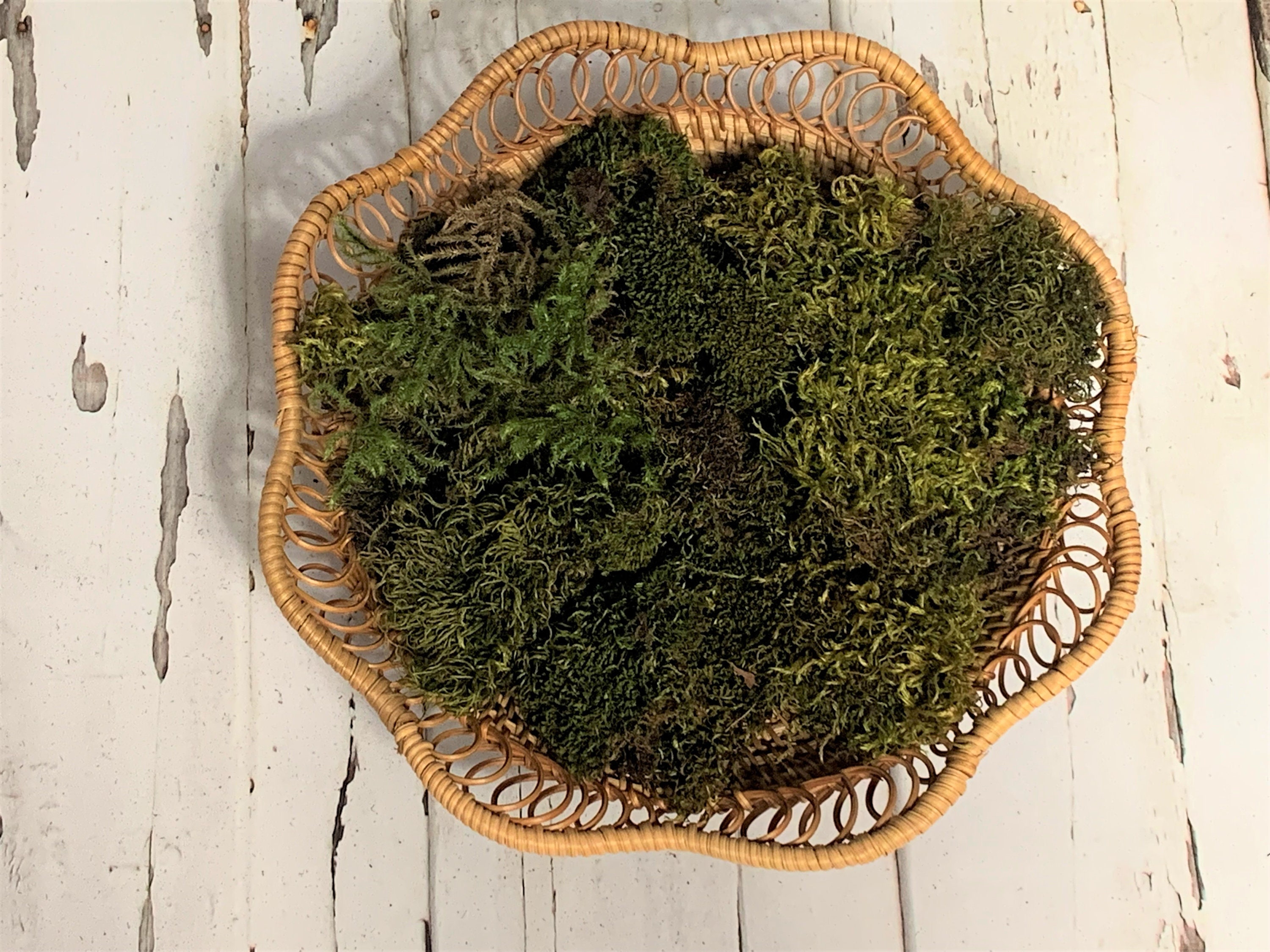 Peat Moss Aquarium Peat Moss Magic, Peat Moss For Aquarium