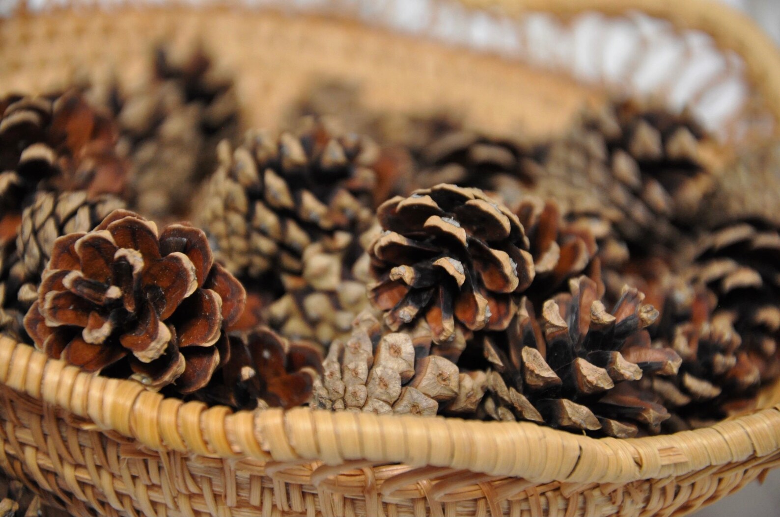 25 ct Small Pine Cones Bulk home forest décor Thanksgiving Etsy