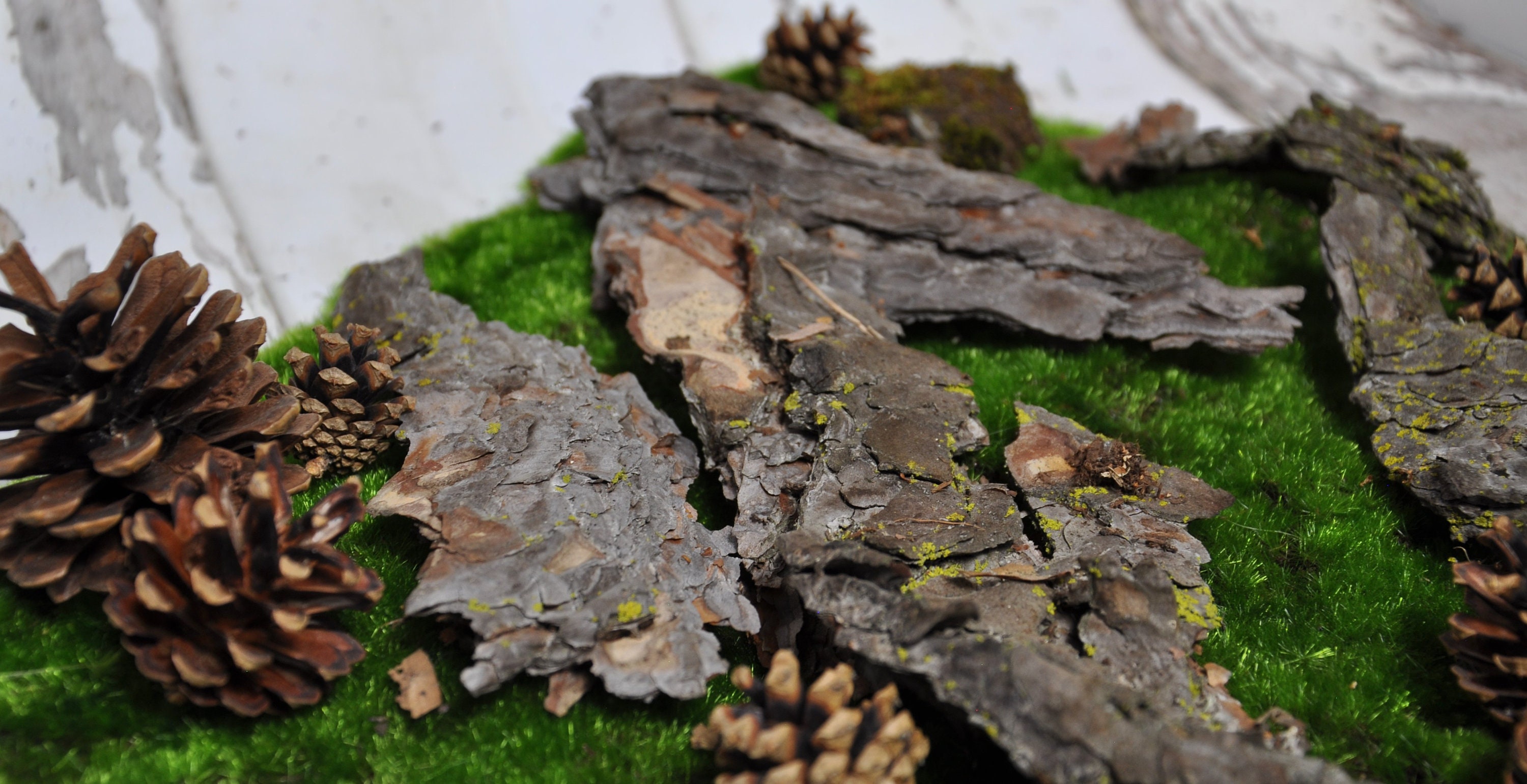 Large Bark 5pc. Variety Bulk Naturally sourced Size Etsy