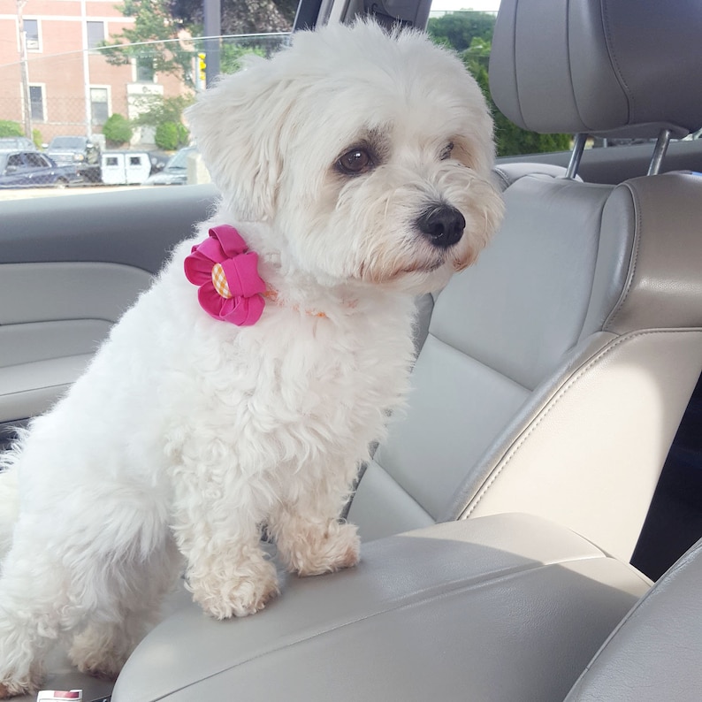 Dog Flower Collar Accessory Removable Fabric Flower Choose Etsy