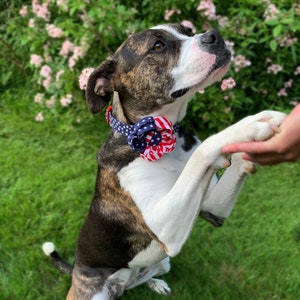 Flag Dog Collar Flower Accessory Stars and Stripes Red White Blue Patriotic 4th of July image 7