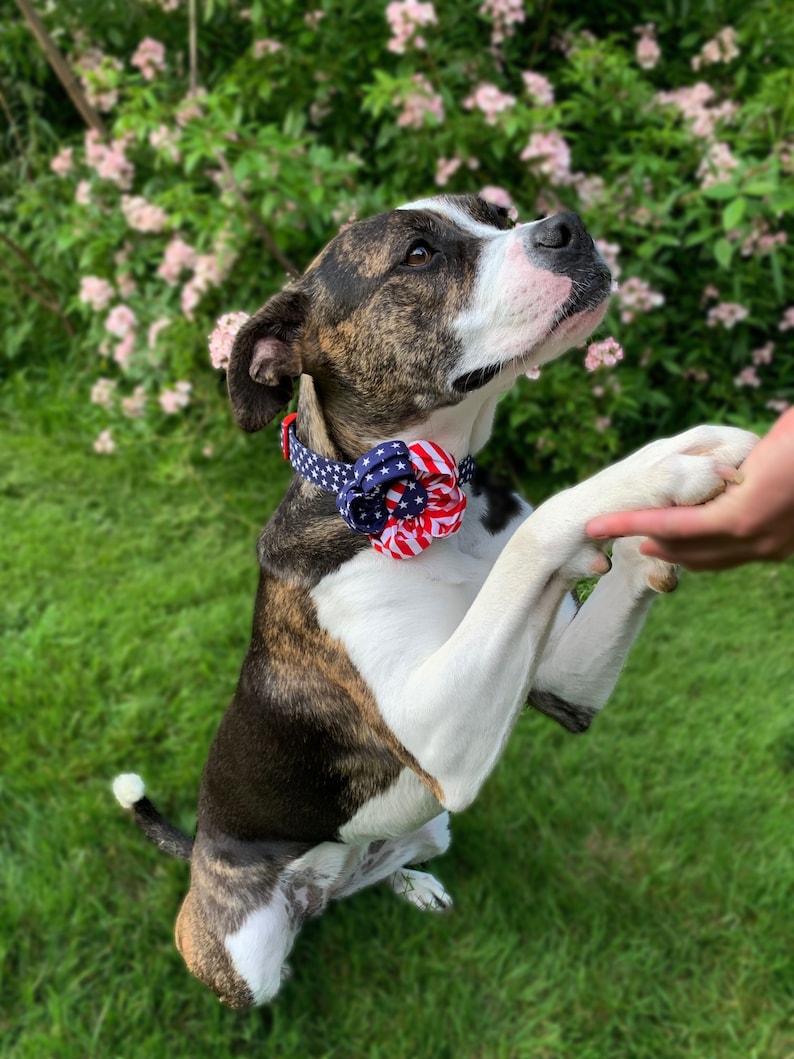 Flag Dog Collar Flower Accessory Stars and Stripes Red White Blue Patriotic 4th of July image 7