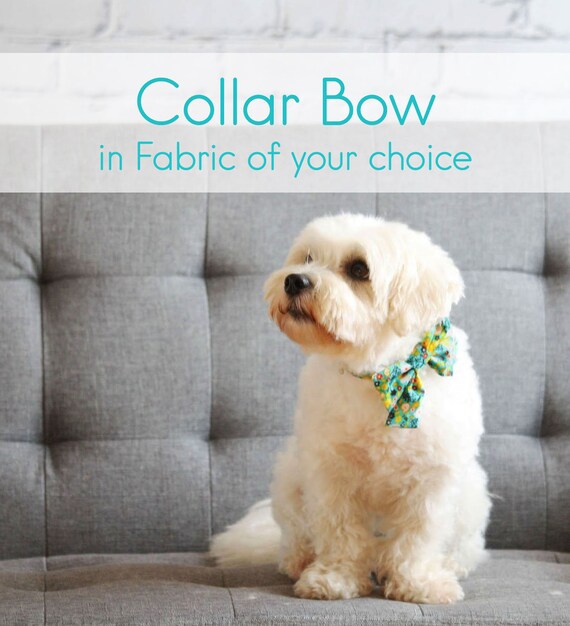 girly dog collars with bows