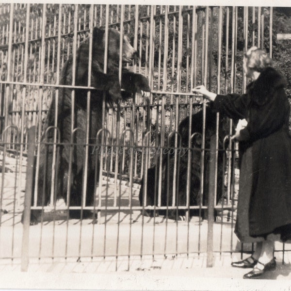 Zoo Bear Washington D.C. 1925
