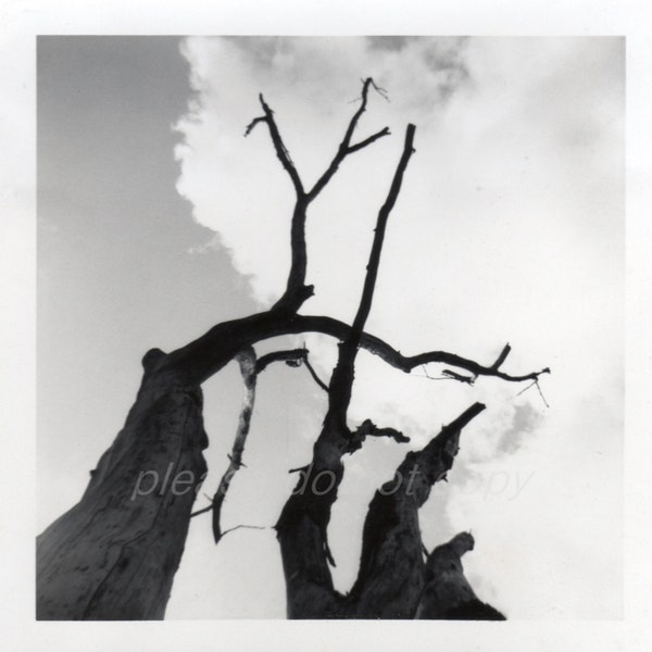 abstract tree Vintage Snapshot