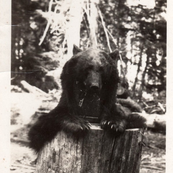 Bear Hunt Vintage Photo