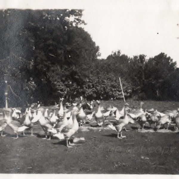 all our ducks in a row  Vintage Snapshot Photo