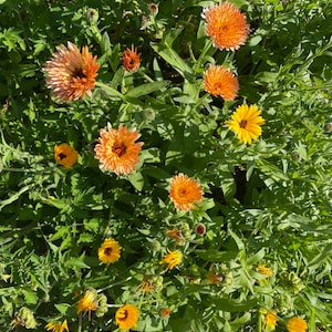 May include: A close-up of a patch of orange and yellow flowers growing in a garden. The flowers are in various stages of bloom, with some fully open and others still in bud.