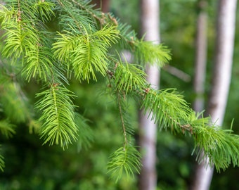 Fresh Wild Pacific Northwest Douglas Fir