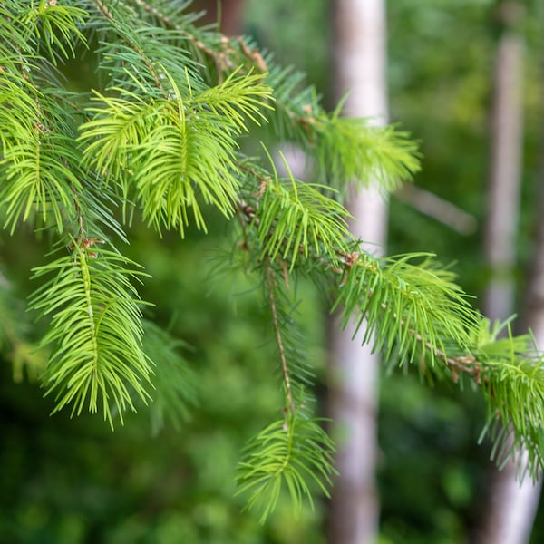 Fresh Wild Pacific Northwest Douglas Fir