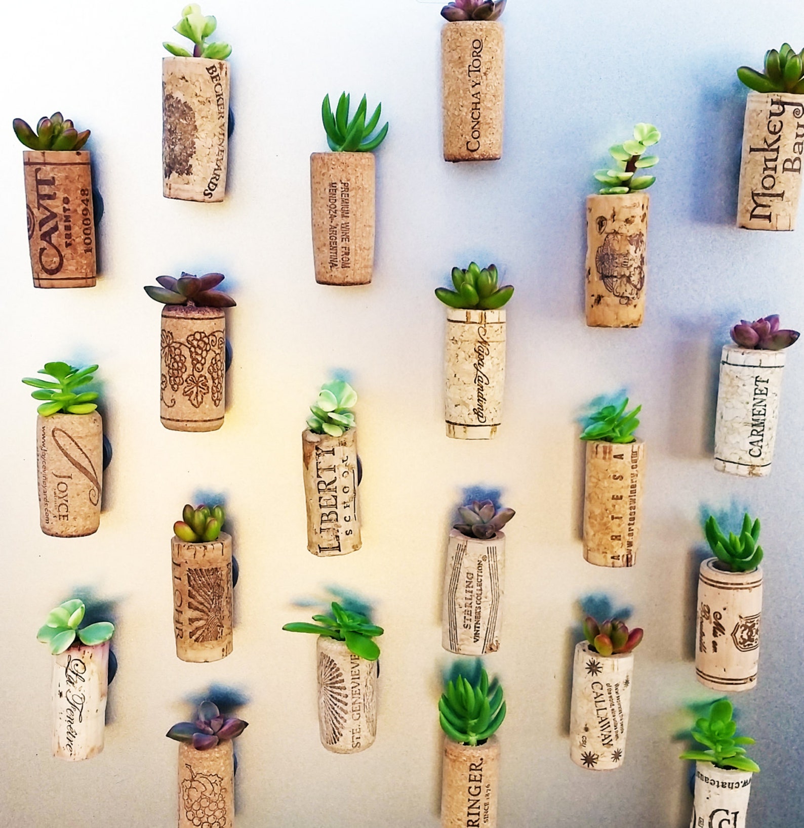 Succulent Wine Cork Favors With Cuttings 20 to 300 Corks Etsy UK
