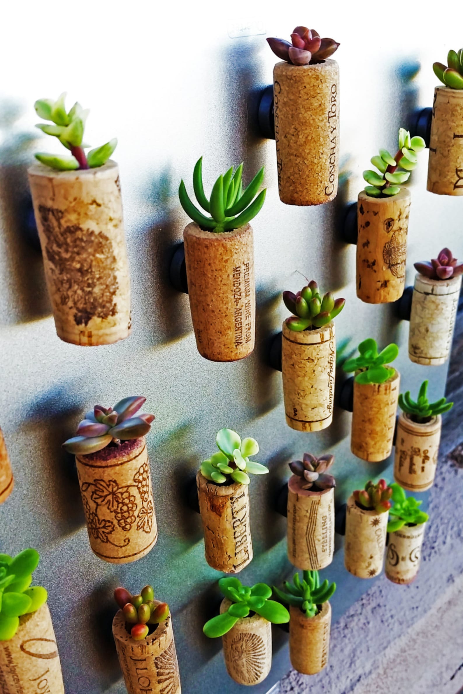 Succulent Wine Cork Favors With Cuttings 20 to 300 Corks Etsy