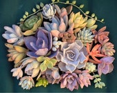 Succulent Cuttings Bundle - Small, Medium, Large, or Mixed