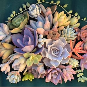 Succulent Cuttings Bundle - Small, Medium, Large, or Mixed