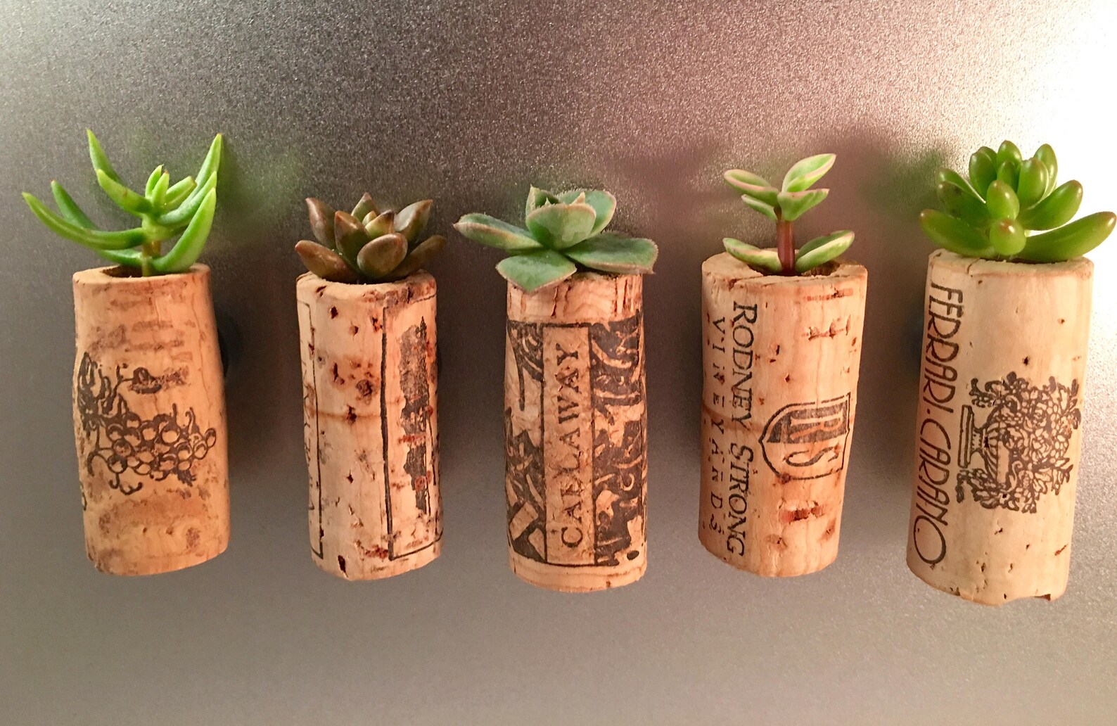 Succulent Wine Cork Favors With Cuttings 20 to 300 Corks Etsy