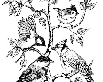 Birds on a Branch ink drawing by Jeff Goodsell