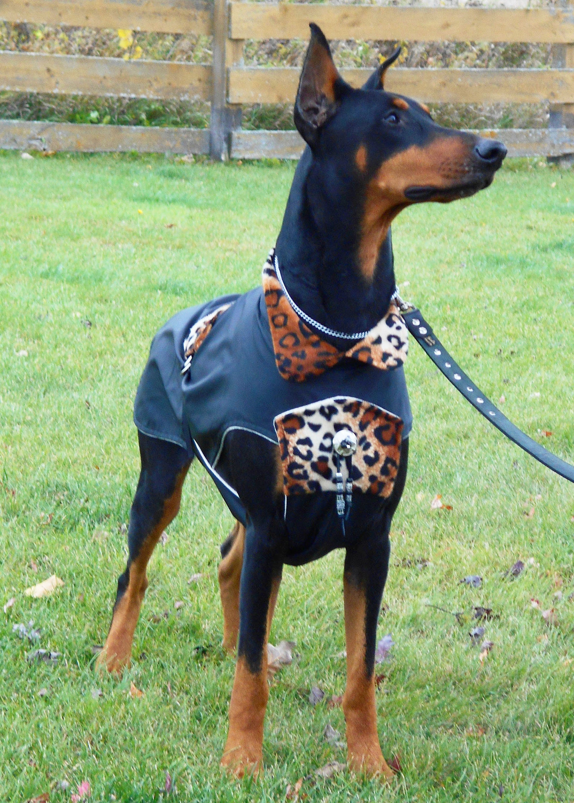 dog raincoat large breed