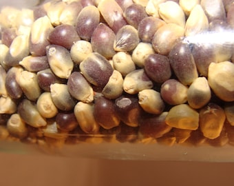 Gourmet Kernels/ Sapphire Blue