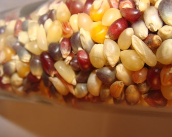 Gourmet Kernels/ Harvest Blend