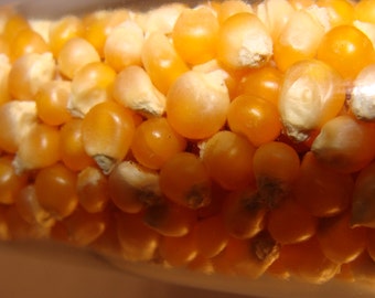 Gourmet Kernels/ Yellow Butterfly