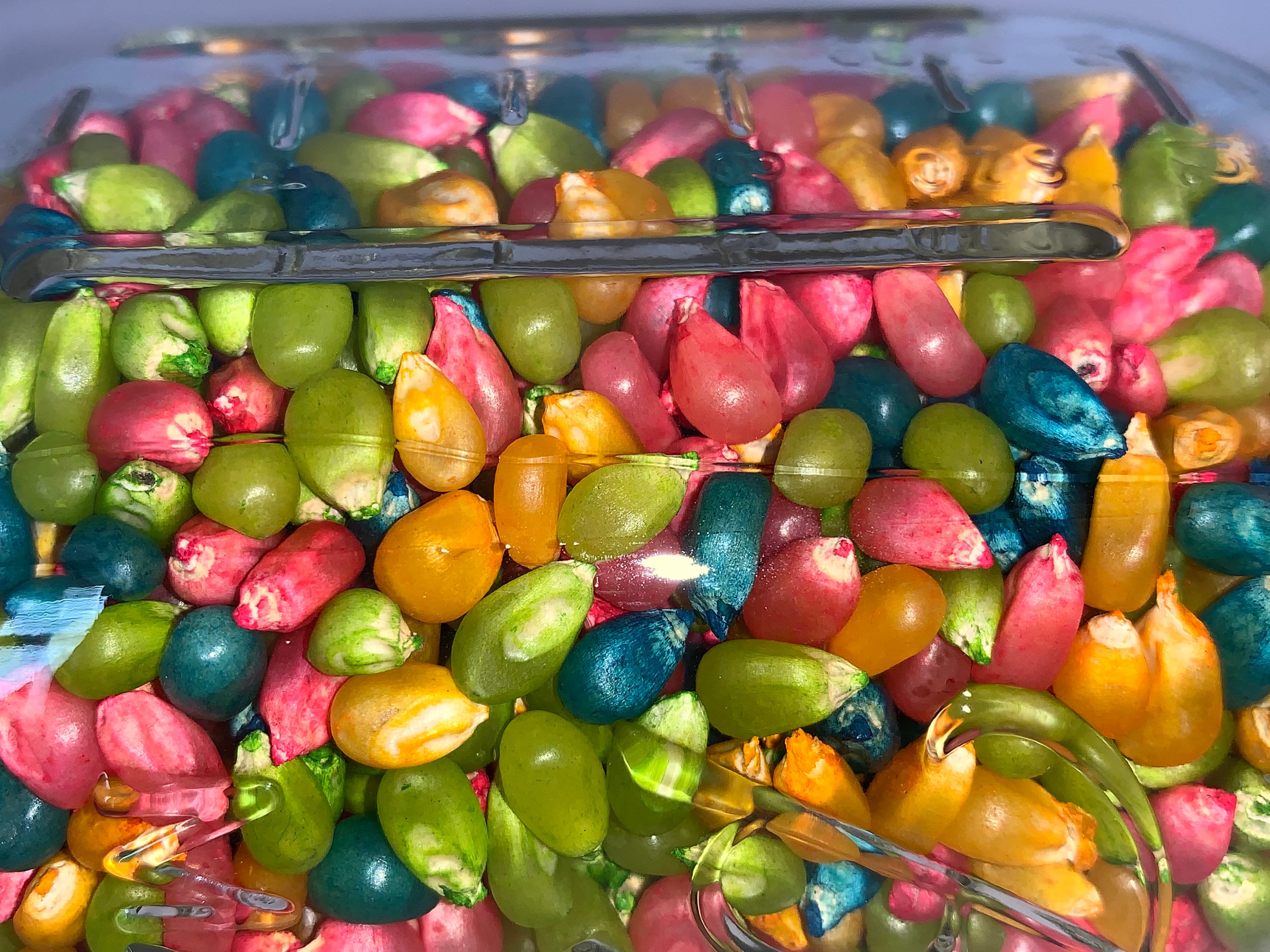 Neon Mix Popcorn Seeds