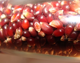Gourmet Kernels/ Garnet Red