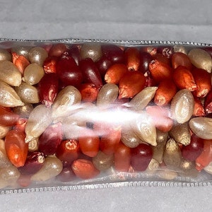 May include: A close-up of a bag of colorful popcorn kernels. The kernels are a mix of red, white, and gold.