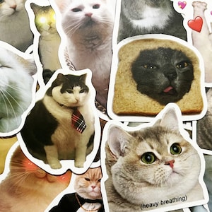 10-50 Cat Meme Stickers Kitty Faces Cute Cats
