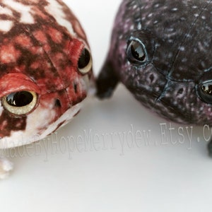 NEW Rain Frogs! Grumpy Frog Mini Plushie Stuffed Animals