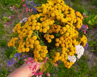 Tansy (Tanacetum vulgare) Rooted Plant Perennial Insect Repellent Biodynamic Herb Medicinal Intestinal worm cleanser Bee friendly Flowering