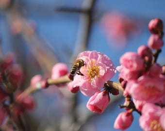 Seeds Honey Tree Evodia tetradium danielli Beekeeping Bees