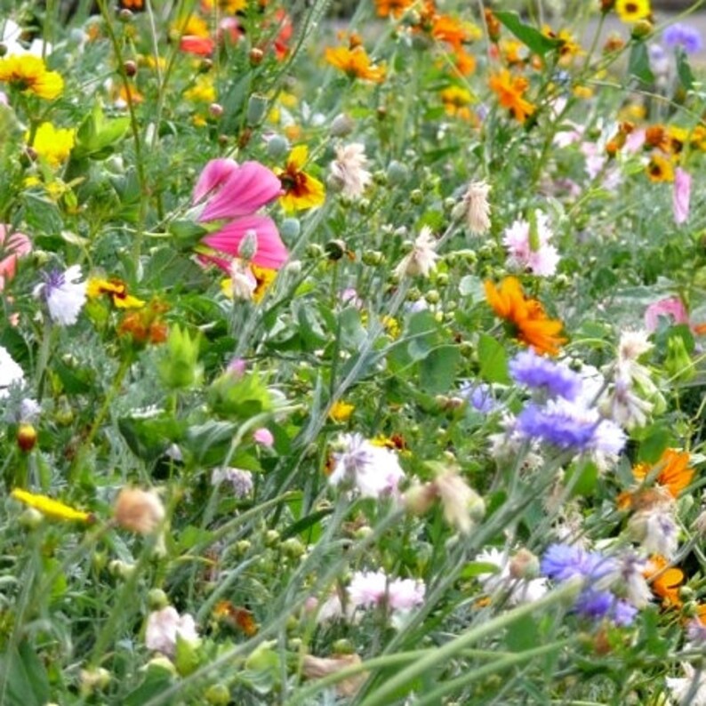 SEEDS MIXTURE 56 plant nectar and pollen over 1500 seeds Etsy