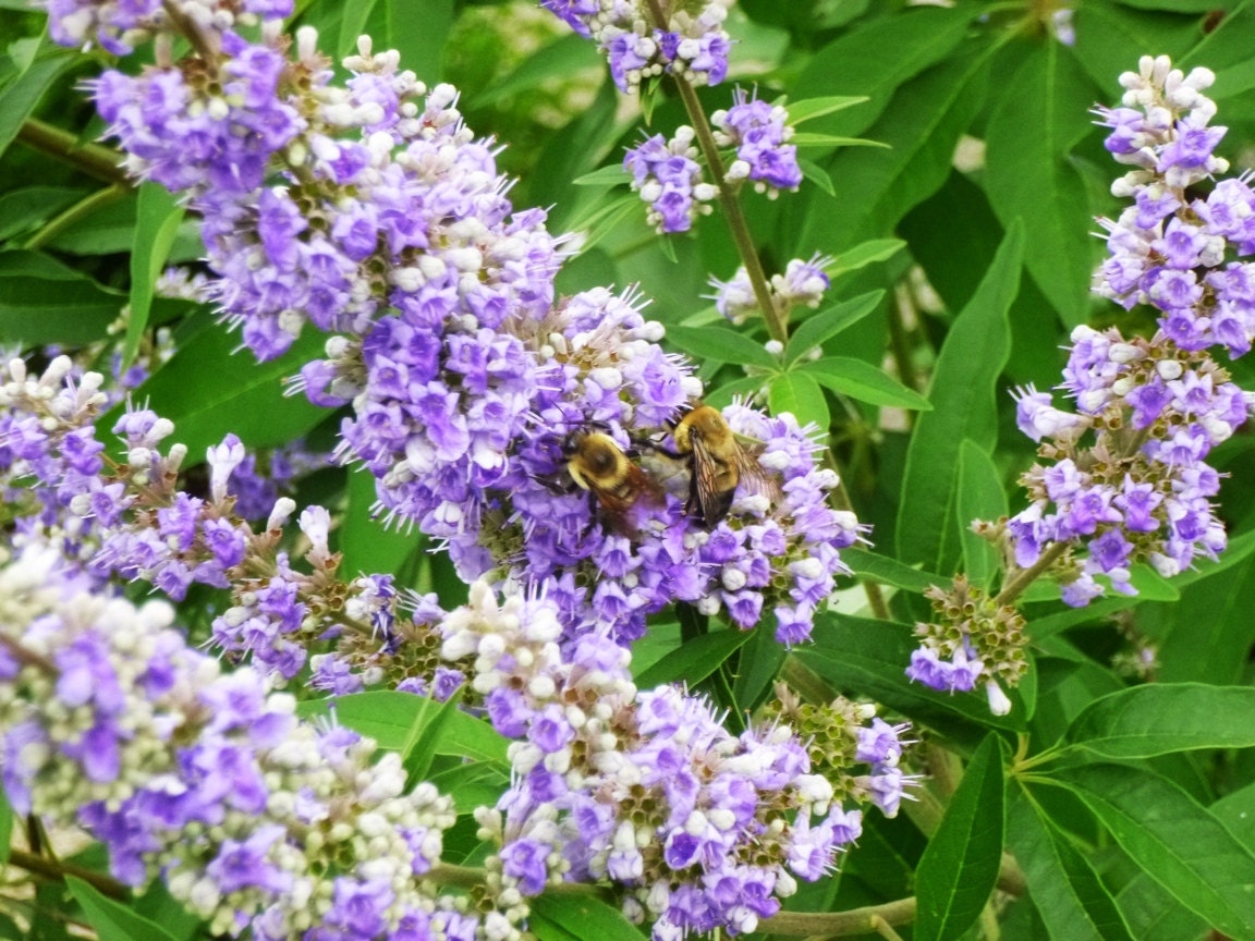 Vitex agnus castus. Agnus castus (прутняк). Целомудренник Agnus castus. Vitex "quinata".