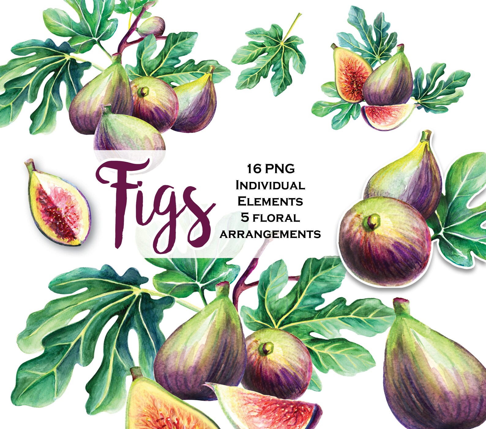 Fig Clip Art / Watercolor Figs / Autumn garden. Fall flowers Etsy