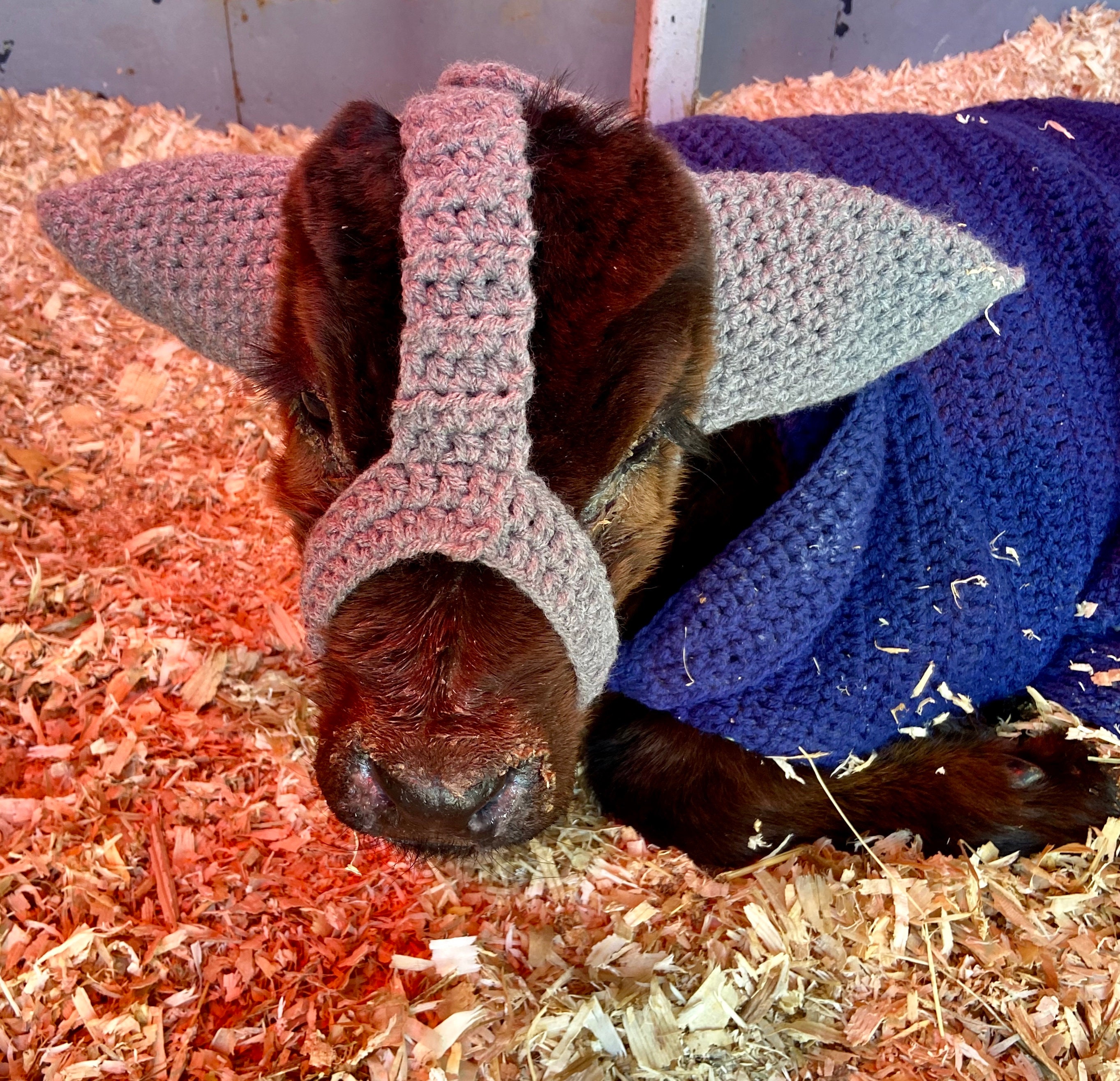 Calf Ear Warmer Crochet Pattern Etsy