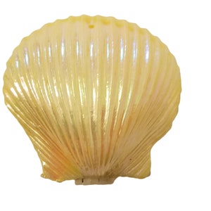 Pack of 10 Hinged Plastic Seashells Clam Shells for Crafts or Nautical Mermaid Party Decoration