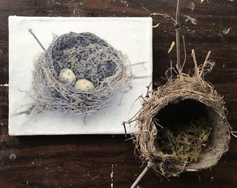 Nest with quail eggs and moss. Original encaustic wall art. Encaustic Photography on wood.