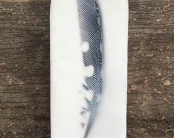 Woodpecker Feather. Encaustic Photograph. Artwork.