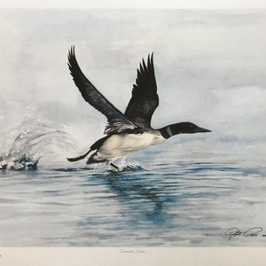 Robert Pow &#39;Common Loon&#39; - Hand Signed Print - Nature - Others Available - GallArt