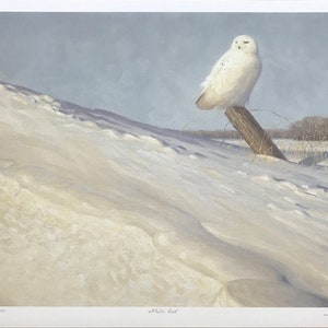 Claudio D&#39;Angelo &#39;White Owl&#39; - Hand Signed Print - Birds - Others Available - GallArt