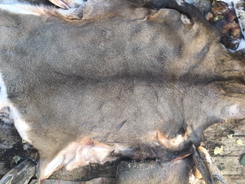 Fresh Salted Deer Hides for Tanning Etsy