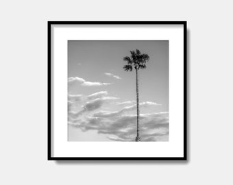 Puede incluir: Fotografía en blanco y negro de una sola palmera contra un cielo nublado. La palmera es alta y delgada, con un solo tronco y una corona de hojas en la parte superior. El cielo está lleno de nubes blancas y esponjosas.