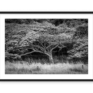 Black White Old Tree Print Tropical Hawaii Decor Modern Minimalist Large Printable Poster Wall Art Prints Hawaiian Print