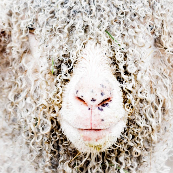 Curly Fine Art Photography Angora Goat curls wool Mohair farmhouse image freckles rustic home decor large wall art farm animals quirky home