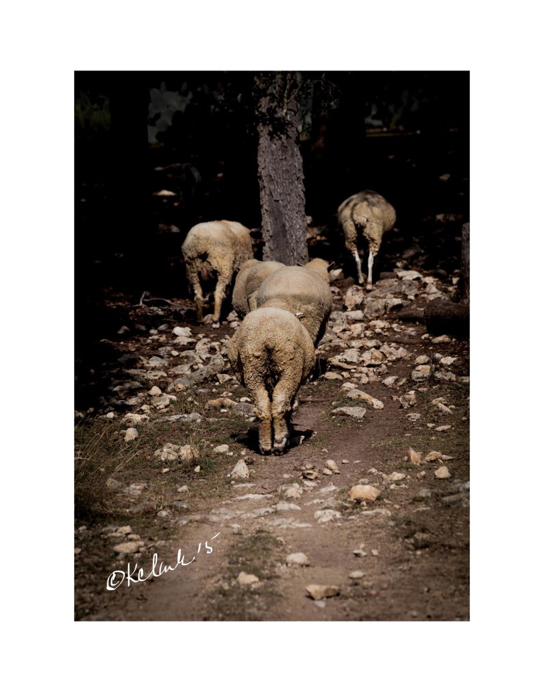 Sheep Bottoms Fine Art Photography Country Home Decor Texas Etsy