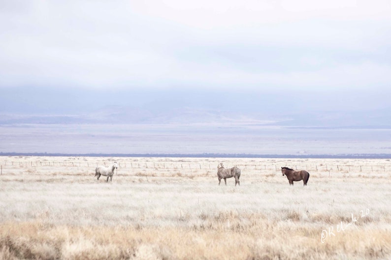 Someways West of Marfa Western Fine Art Photography Horses Farmhouse Style Ranch House Chic country home decor Equestrian out West Feminine image 1