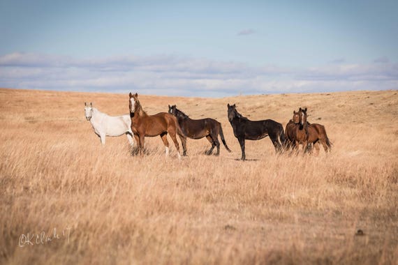 Vigilant Fine Art Photography Western Fine Art Prairie Home Etsy