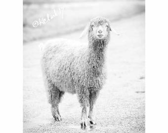 Angora Capris Fine Art Photography Black and White Goat photograph farm animal curly quirky large wall art laugh home decor modern country